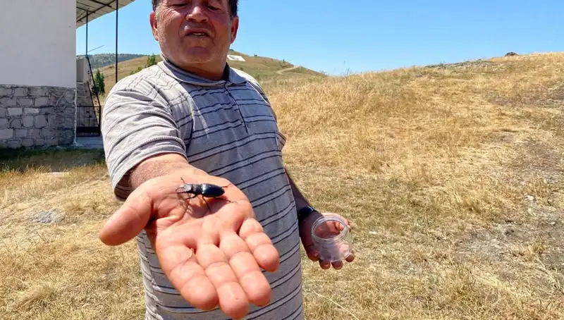 Sivas'ta Görülen Bu Böceğin Öldürülmesi Cezayı Rekor Seviyeye Taşıyor!