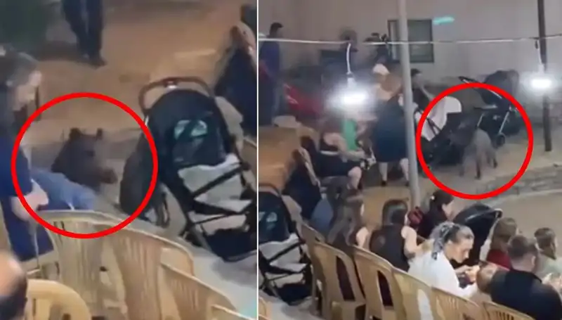 Düğün Merasimine Yaban Domuzu Baskını: Eğlence Yerini Korkuya Dönüştürdü