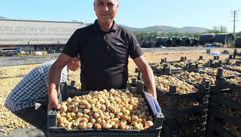 Balıkesir'de Hasat Sezonu: Çin ve Rusya'ya İhracat Başladı