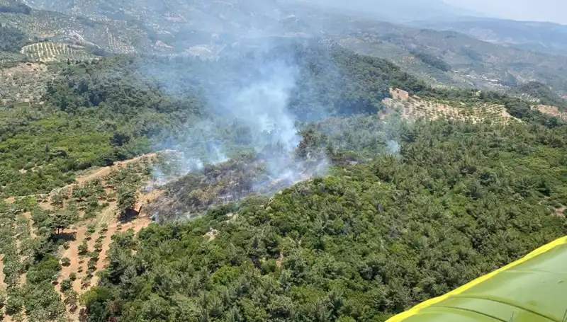Aydın'da Orman Yangını: Doğanın Gözyaşları ve Kurtarma Mücadeleleri