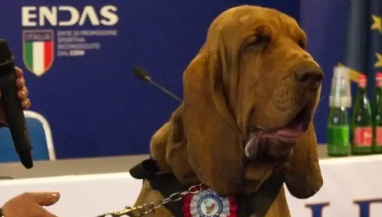 Arama Köpeğinin Trajik Ölümü: Çivili Sosisle Suikast Davası