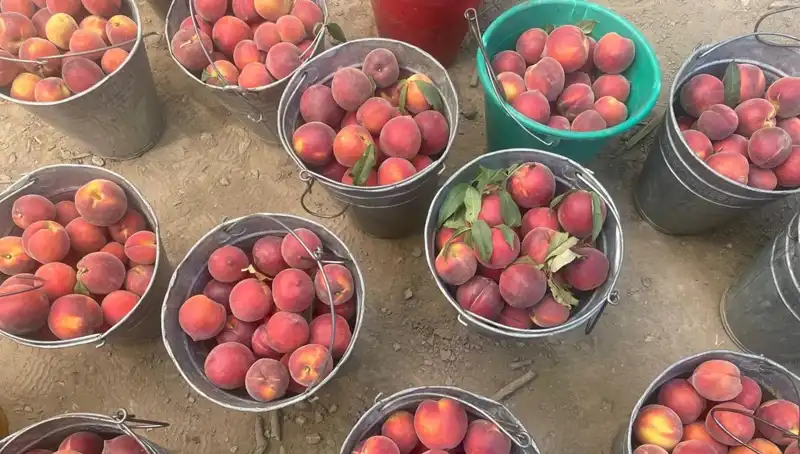 Bu Yıl Tarımda Fırtına Gibi: Çiftçinin Yüzü Gülüyor!