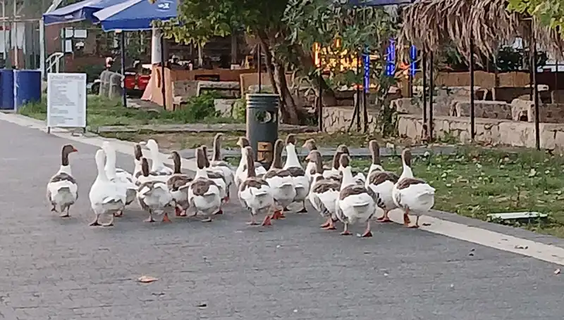 Denizde Yüzdükten Sonra Kümese Kapatılan Kazların Ölümü Tartışma Yarattı