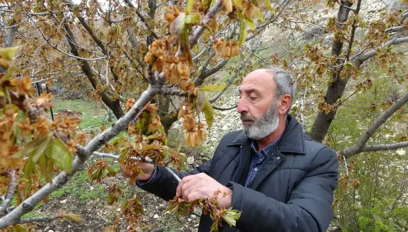 Zirai Don, Albastı Kirazını Vurdu: Üreticiler Ciddi Kayıplarla Karşı Karşıya