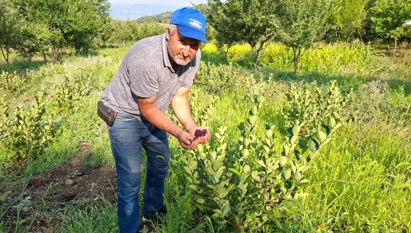 3 Yıl Önce Ektiği Ağaçlar, 200 Lira Kilosuyla Meyve Vermeye Başladı