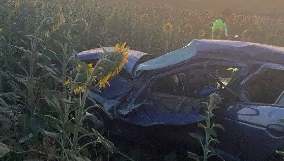 Otomobil Ayçiçeği Tarlasına Devrildi: Korkutan Kaza ve Yaralılar!