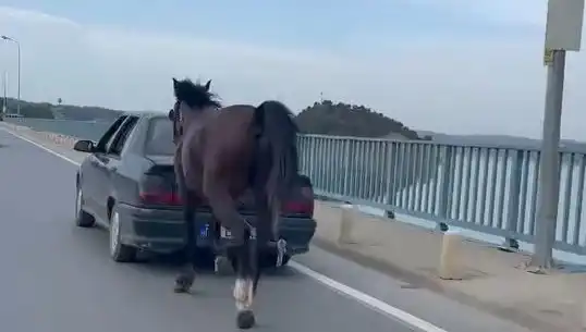 Adana'da Ata Eziyet Eden Kişiye Gözaltı: Hayvan Hakları İhlalleri Tehdit Altında!