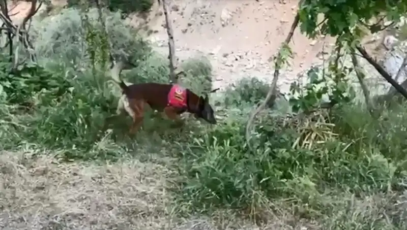 Dedektör Köpek, Dere Kenarındaki Esrarı Ortaya Çıkardı!