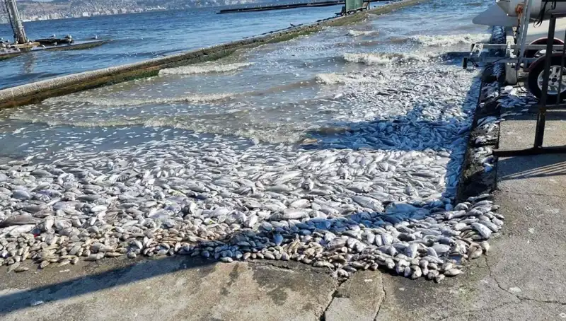 İzmir Körfezi'nde Temiz Bir Gelecek İçin Atılan Önemli Adımlar