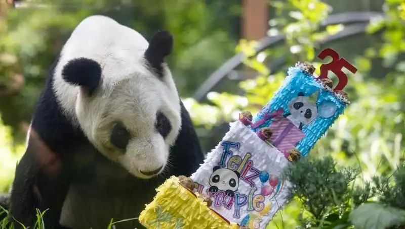 Dev Panda Xin Xin, 35 Yaşında! Hayatının Dönüm Noktaları